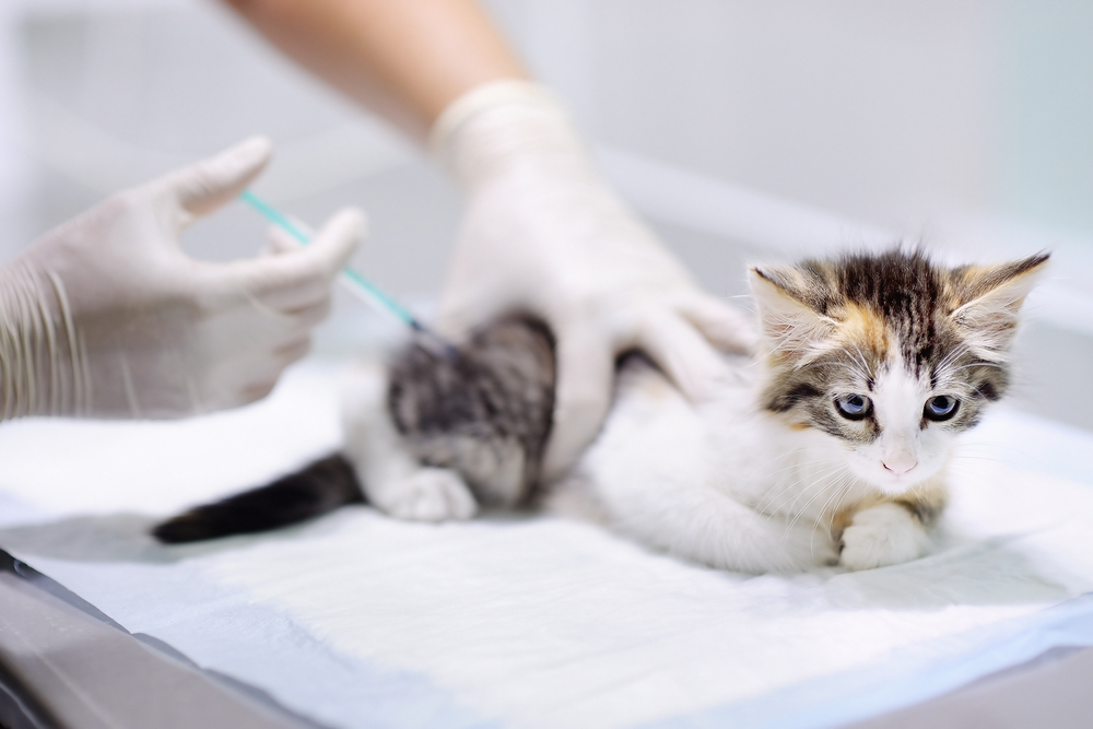 Kitten injections clearance